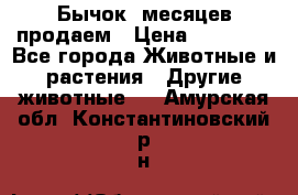 Бычок 6месяцев продаем › Цена ­ 20 000 - Все города Животные и растения » Другие животные   . Амурская обл.,Константиновский р-н